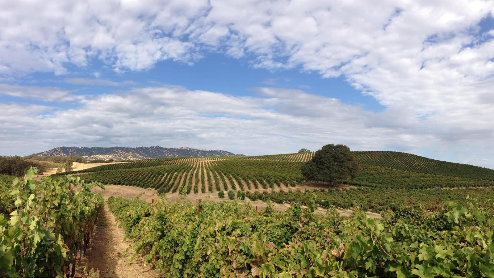 Berryessa Gap Vineyards Estate Winery