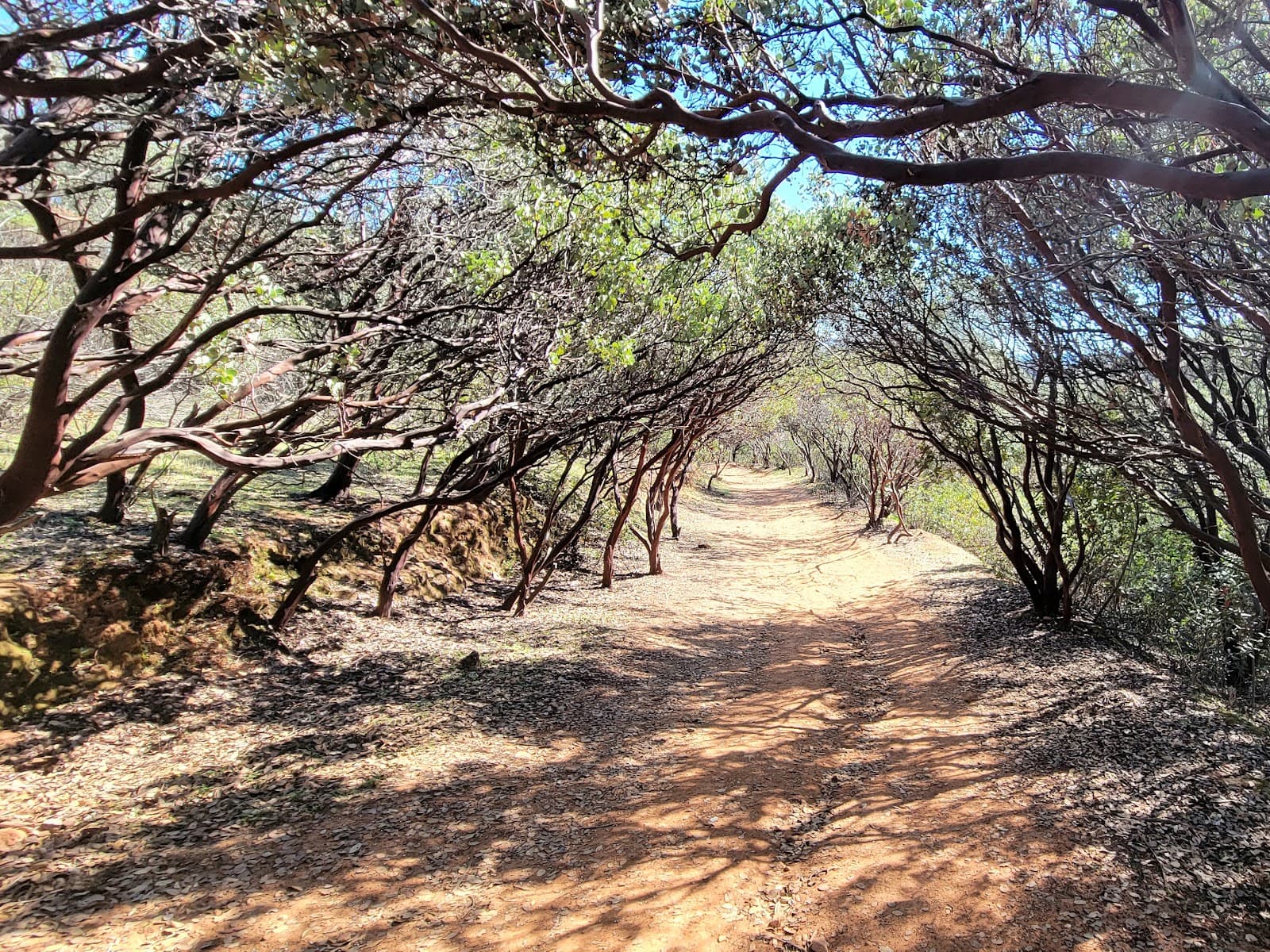 Dragoon Gulch Trail Head