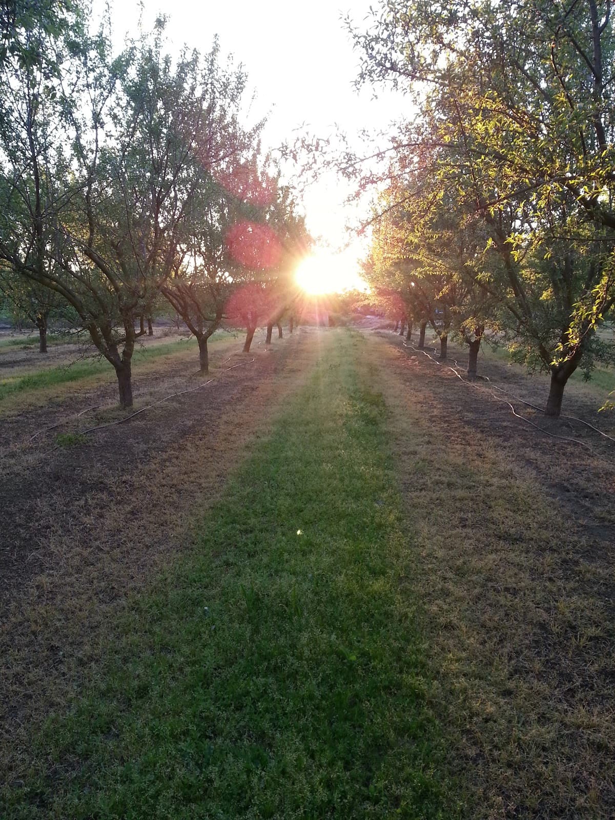 Gikas Farms
