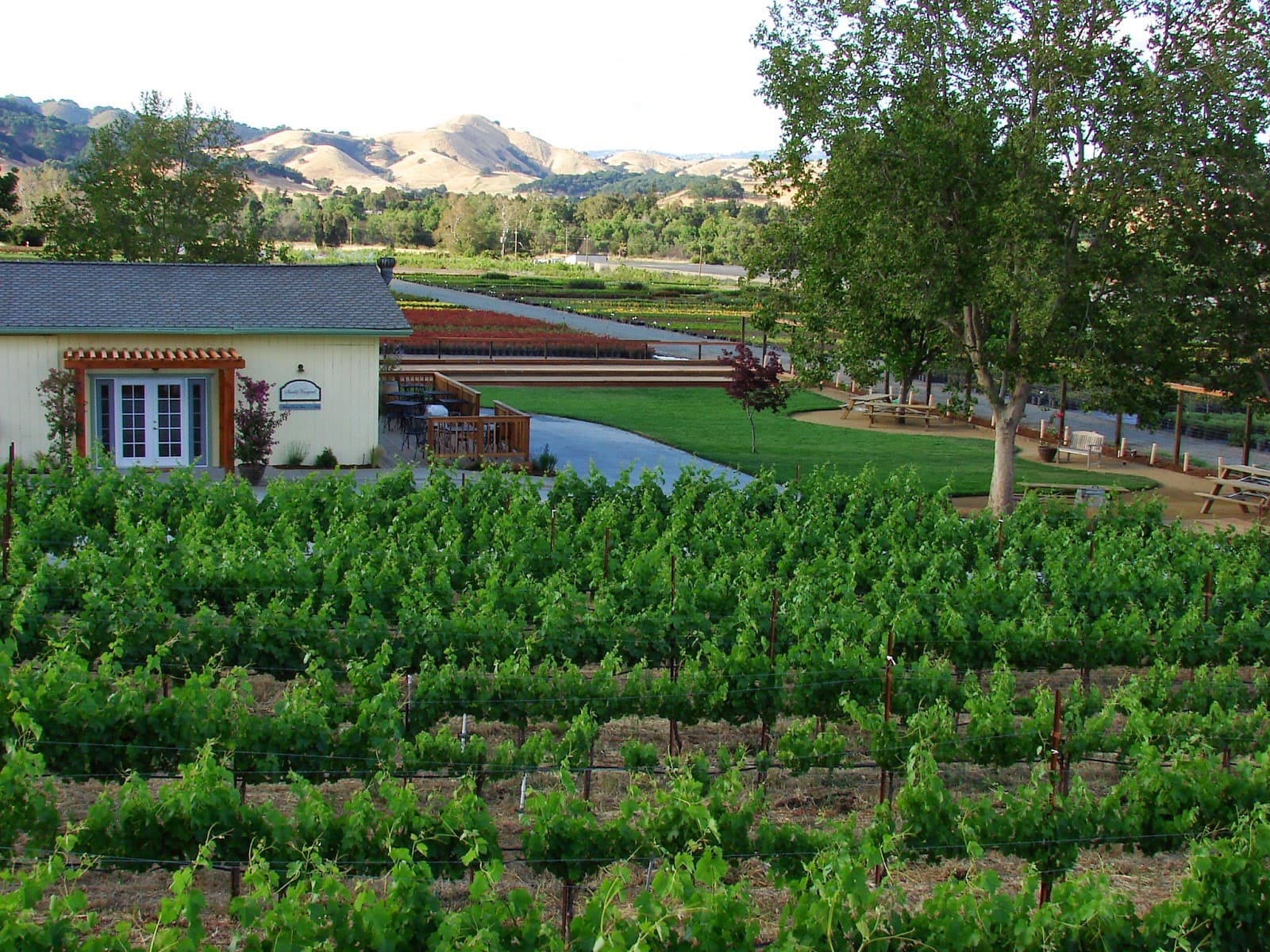 Sarah's Vineyard